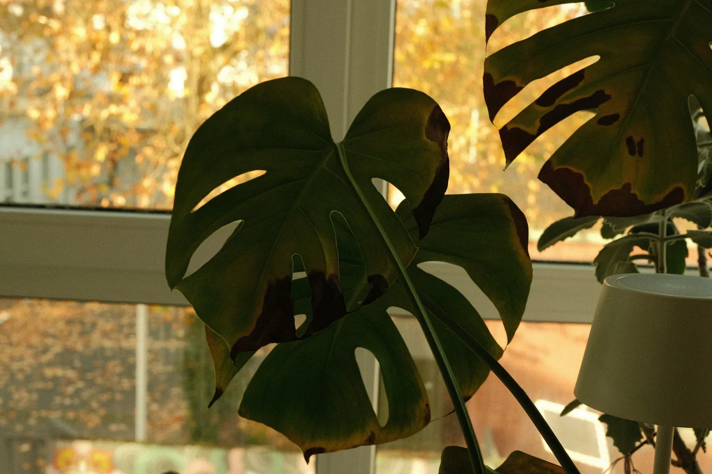 Large monstera leaves in silhouette against a window, the trees outside turned gold in low autumn sun.