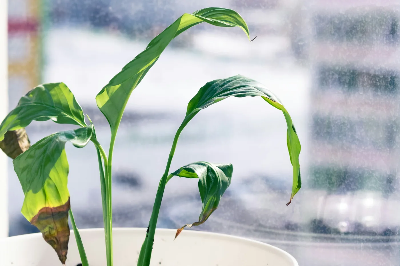 A peace lily in a white pot on a window sill, its leaves drooping and one lower leaf yellowing to brown, against a bright window.