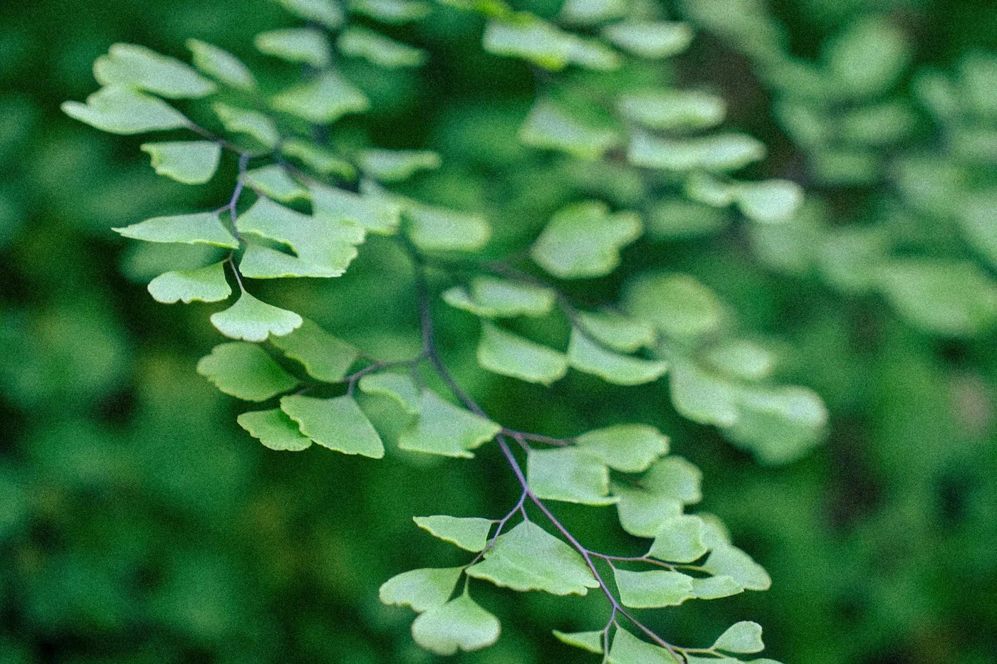 Maidenhair Fern (Adiantum raddianum), delicate fan-shaped leaflets on dark wiry stems