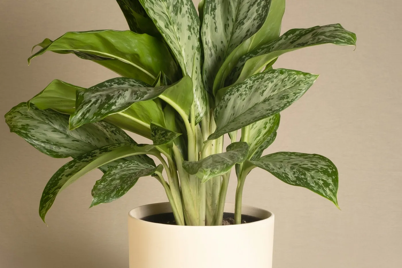 Chinese Evergreen (Aglaonema commutatum) in a cream pot, silver-green patterned leaves