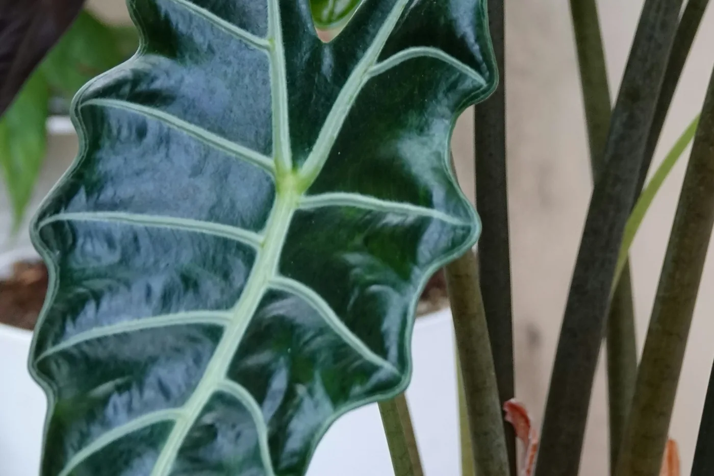 An alocasia with dark arrow-shaped leaves and white veins in a black pot