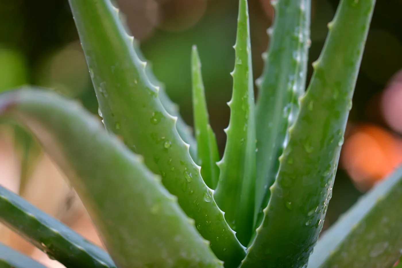 Aloe Vera (Aloe vera) rosette, thick toothed leaves