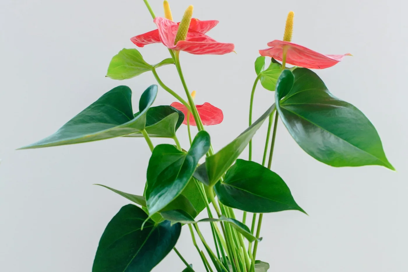 Flamingo Flower (Anthurium andraeanum) in a white pot, red waxy spathes above glossy leaves