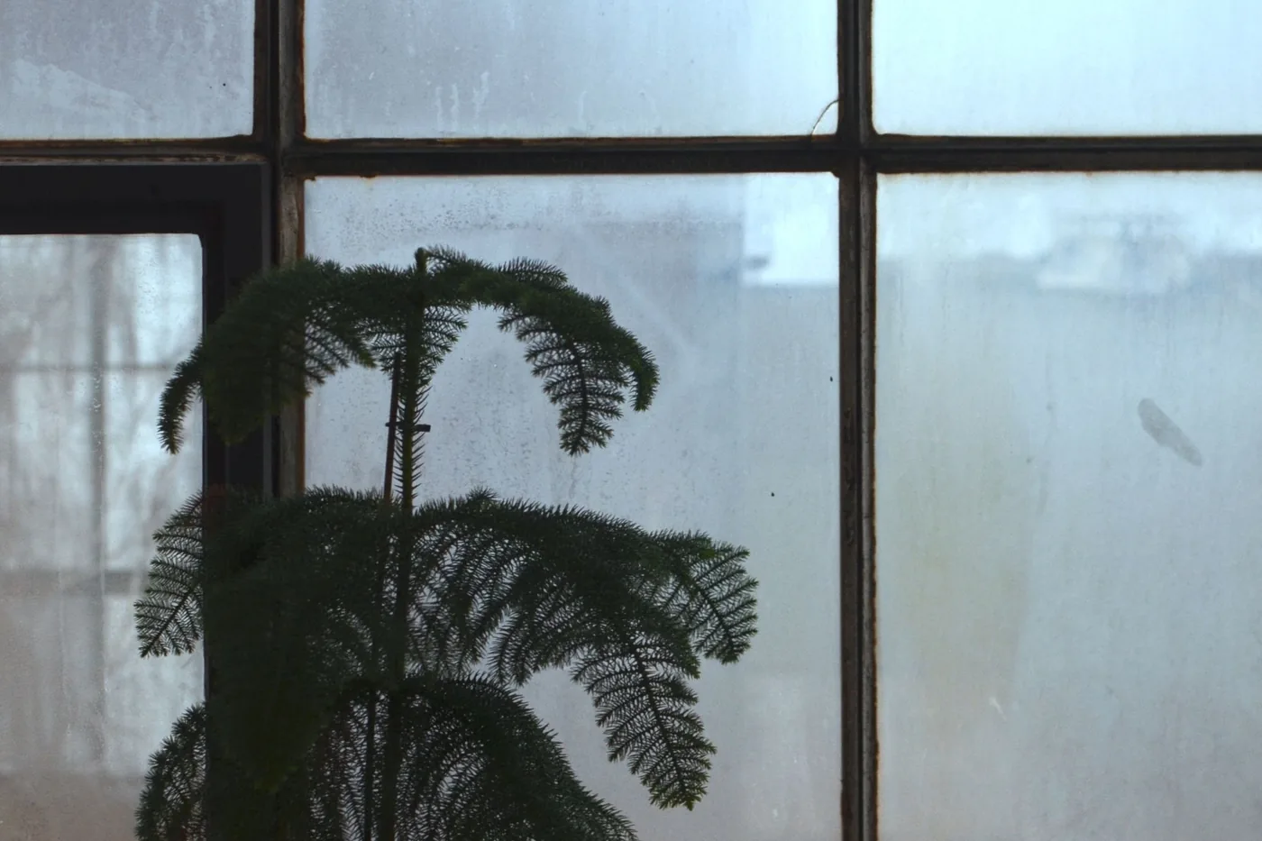 A young Norfolk Island pine in a pot on a windowsill