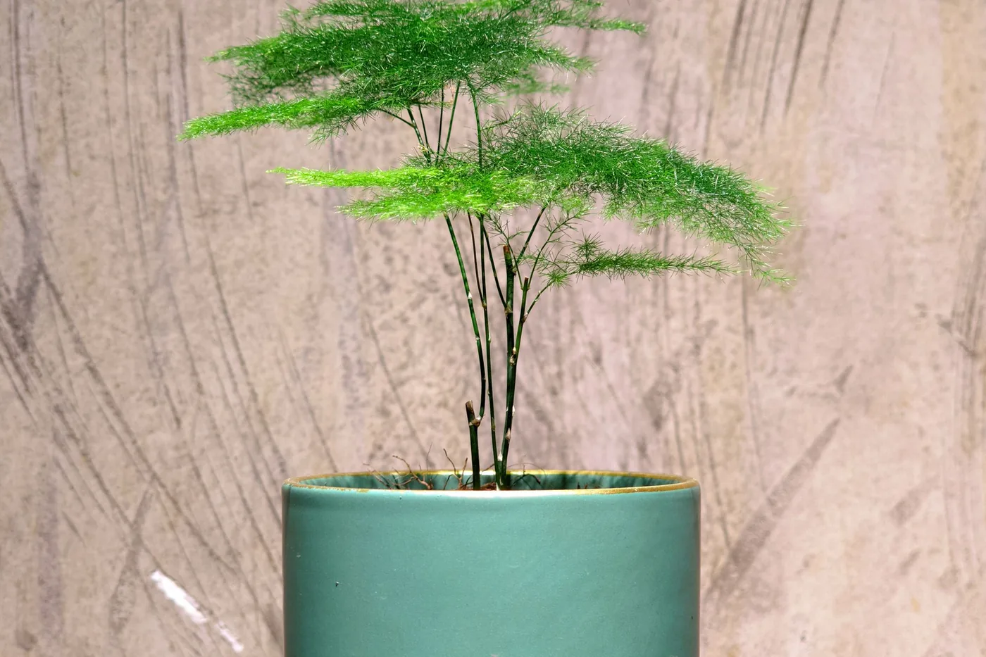 An asparagus fern with fine feathery fronds in a green pot