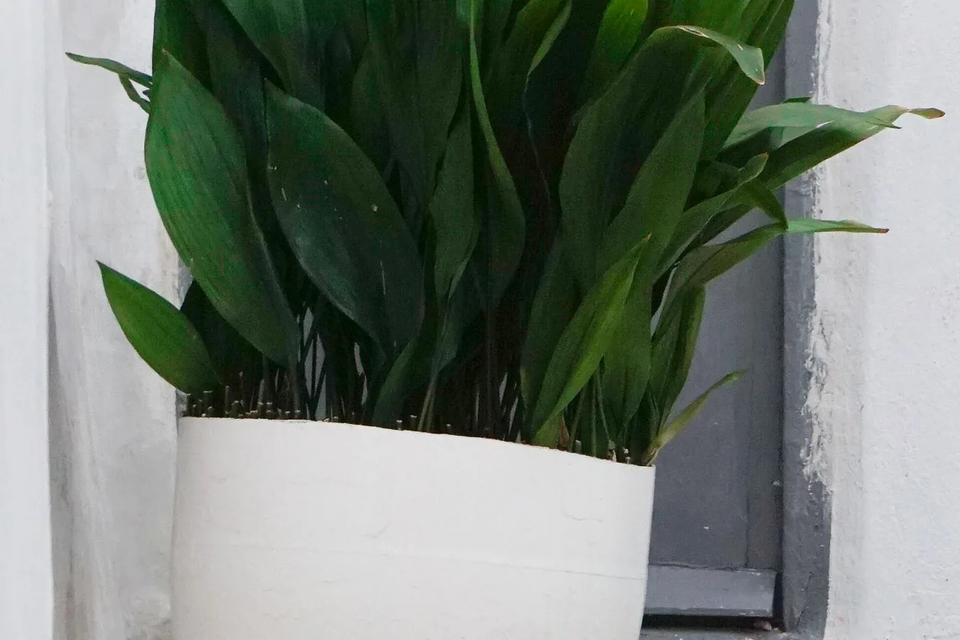 A cast iron plant with broad dark green leaves in a white pot against a white wall