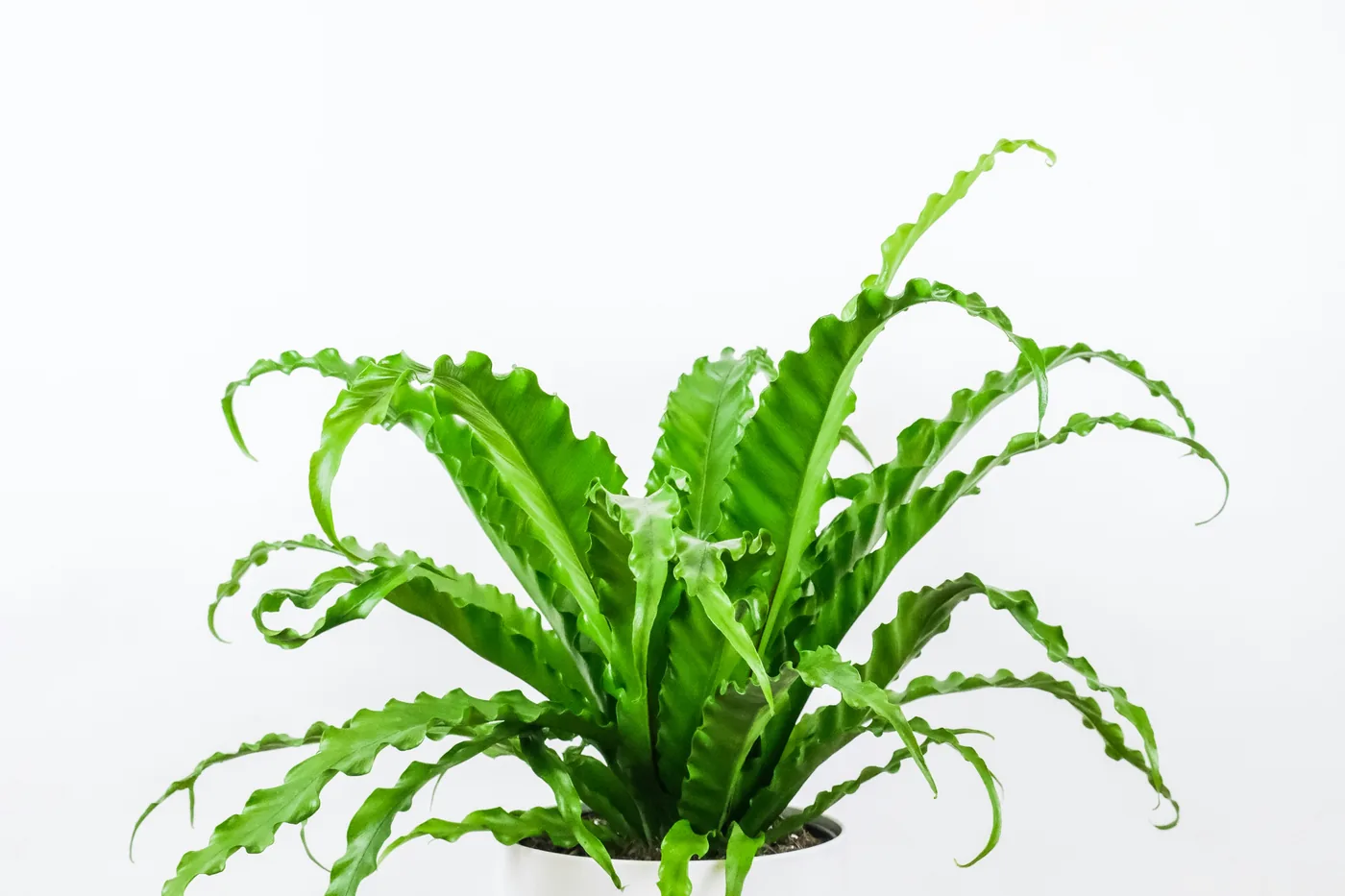 A bird's nest fern in a white pot on a wooden table