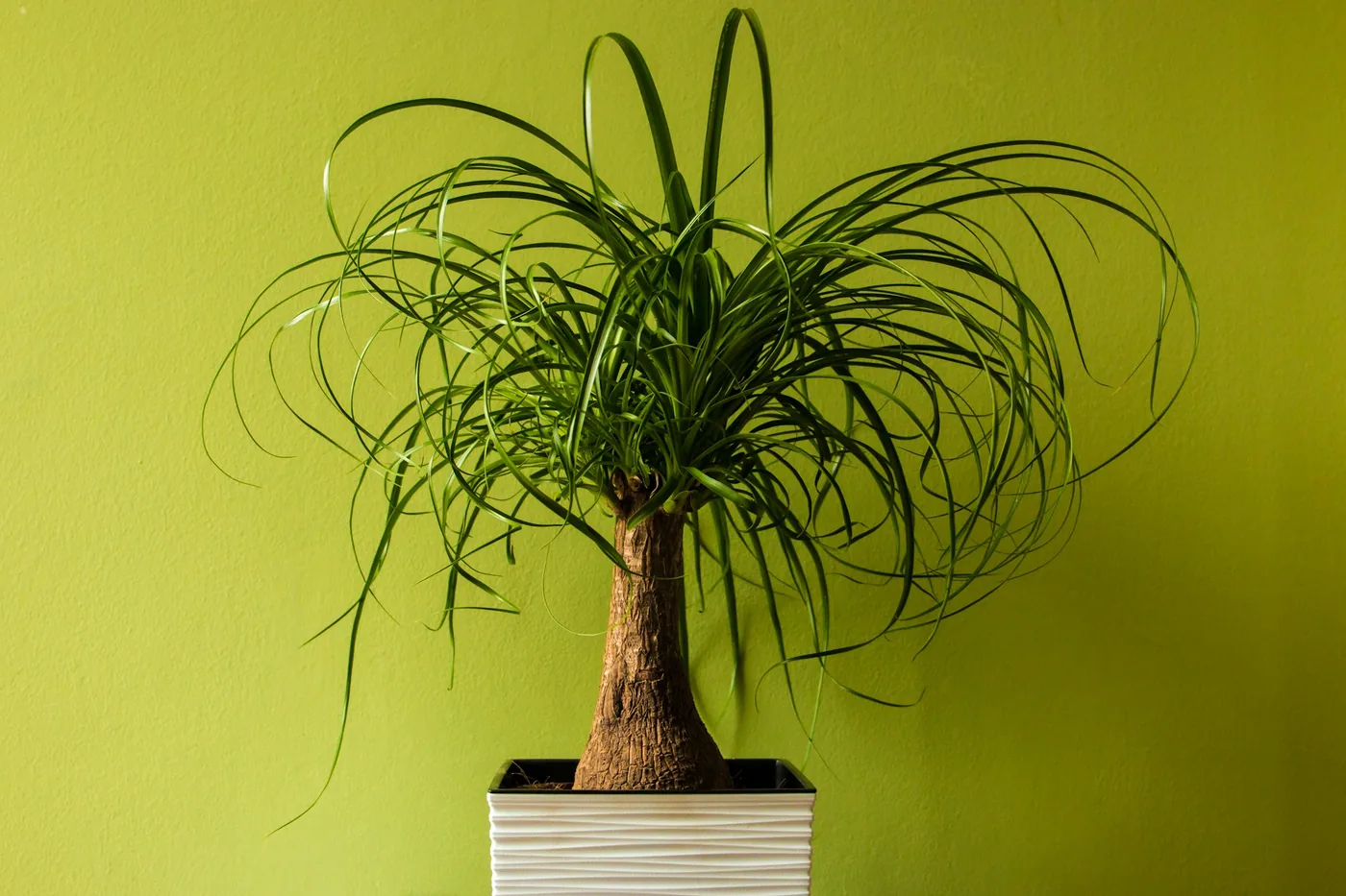 Ponytail Palm (Beaucarnea recurvata) in a white pot, swollen base and a fountain of narrow leaves