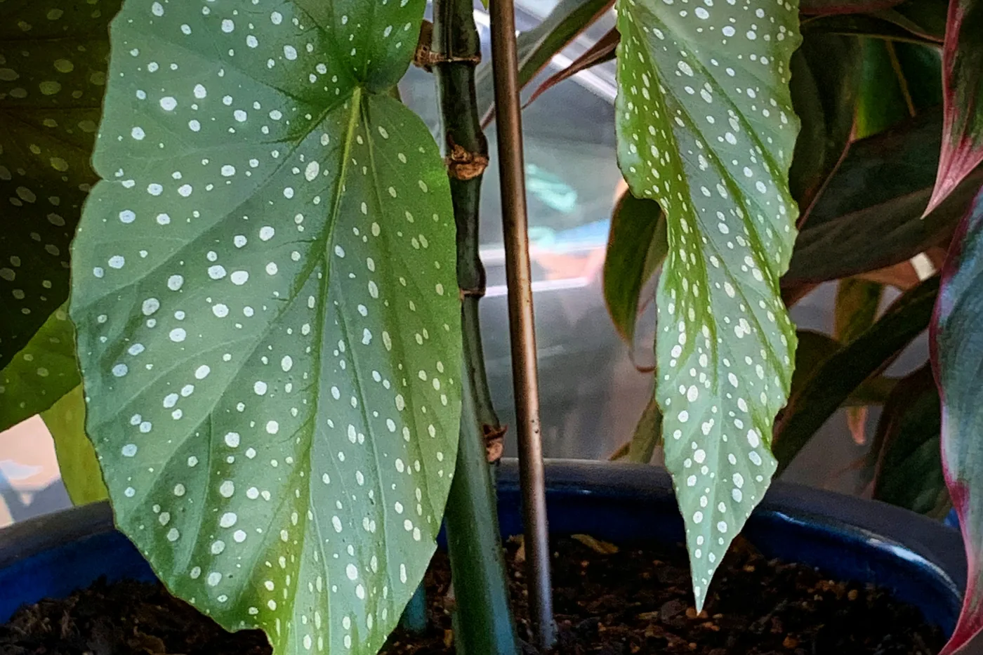 A polka dot begonia with silver-spotted leaves in a blue pot
