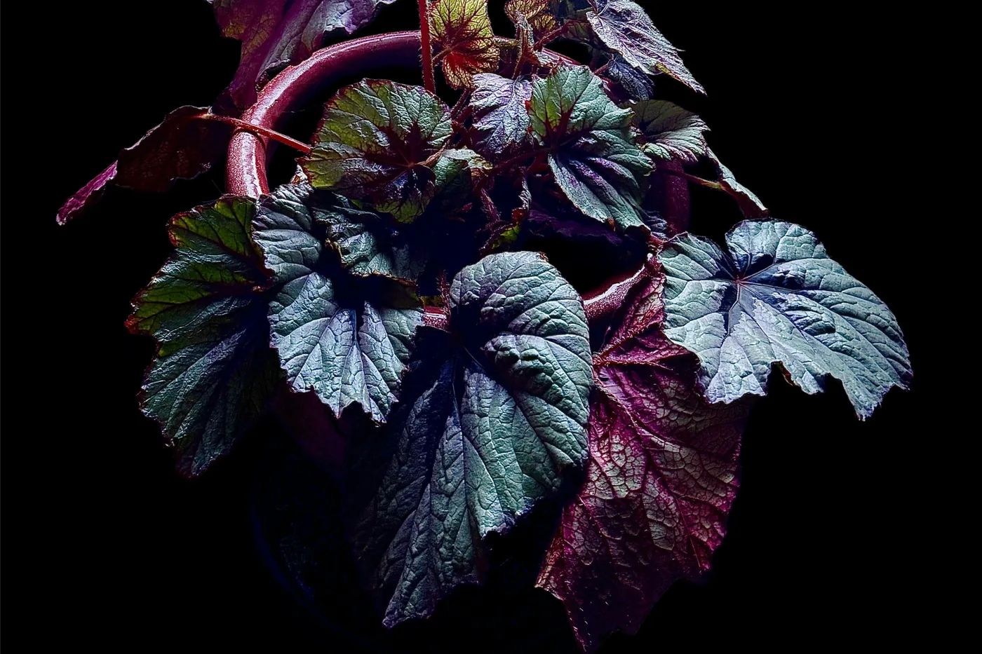 A rex begonia with dark, textured purple-green leaves in a pot