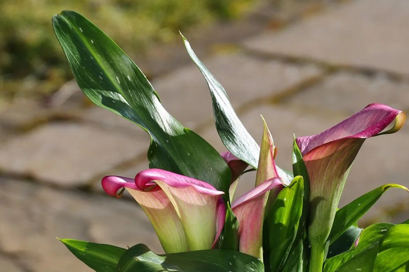 A calla lily with pink flowers and glossy green leaves