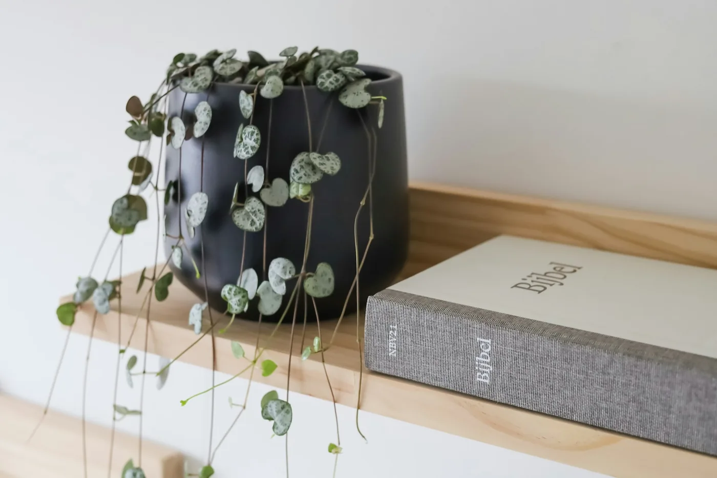 String of Hearts (Ceropegia woodii) trailing from a black pot on a shelf, small marbled heart-shaped leaves