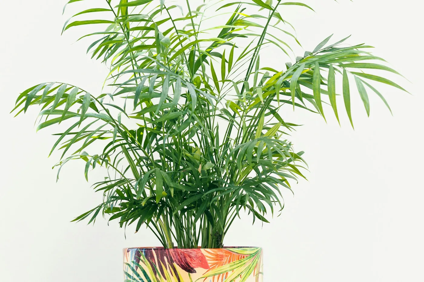 Parlour Palm (Chamaedorea elegans) in a patterned pot, fine arching fronds