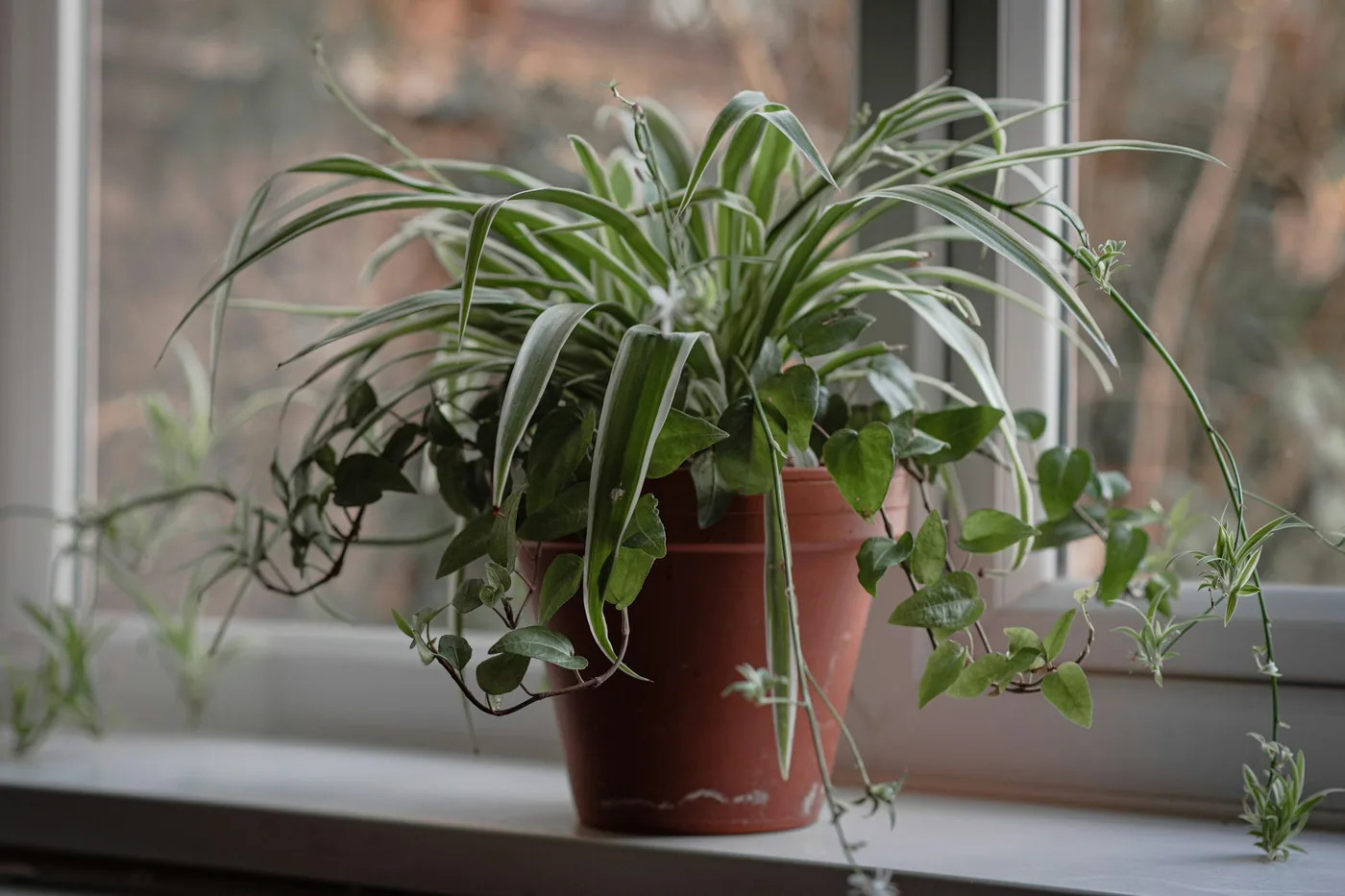 Spider Plant (Chlorophytum comosum) on a windowsill in a terracotta pot, plantlets hanging from its runners