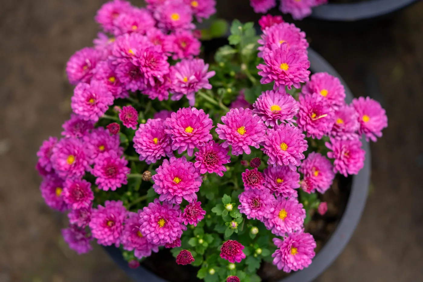 A pink chrysanthemum in flower in a pot
