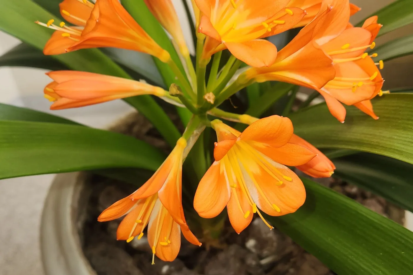 A clivia with an orange flower head above strap-shaped leaves, in a stone pot