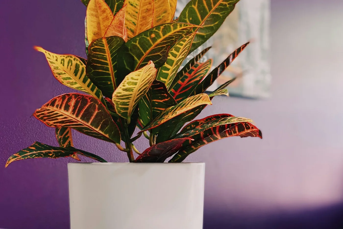 Croton (Codiaeum variegatum) in a white pot, leaves veined in yellow, orange and red