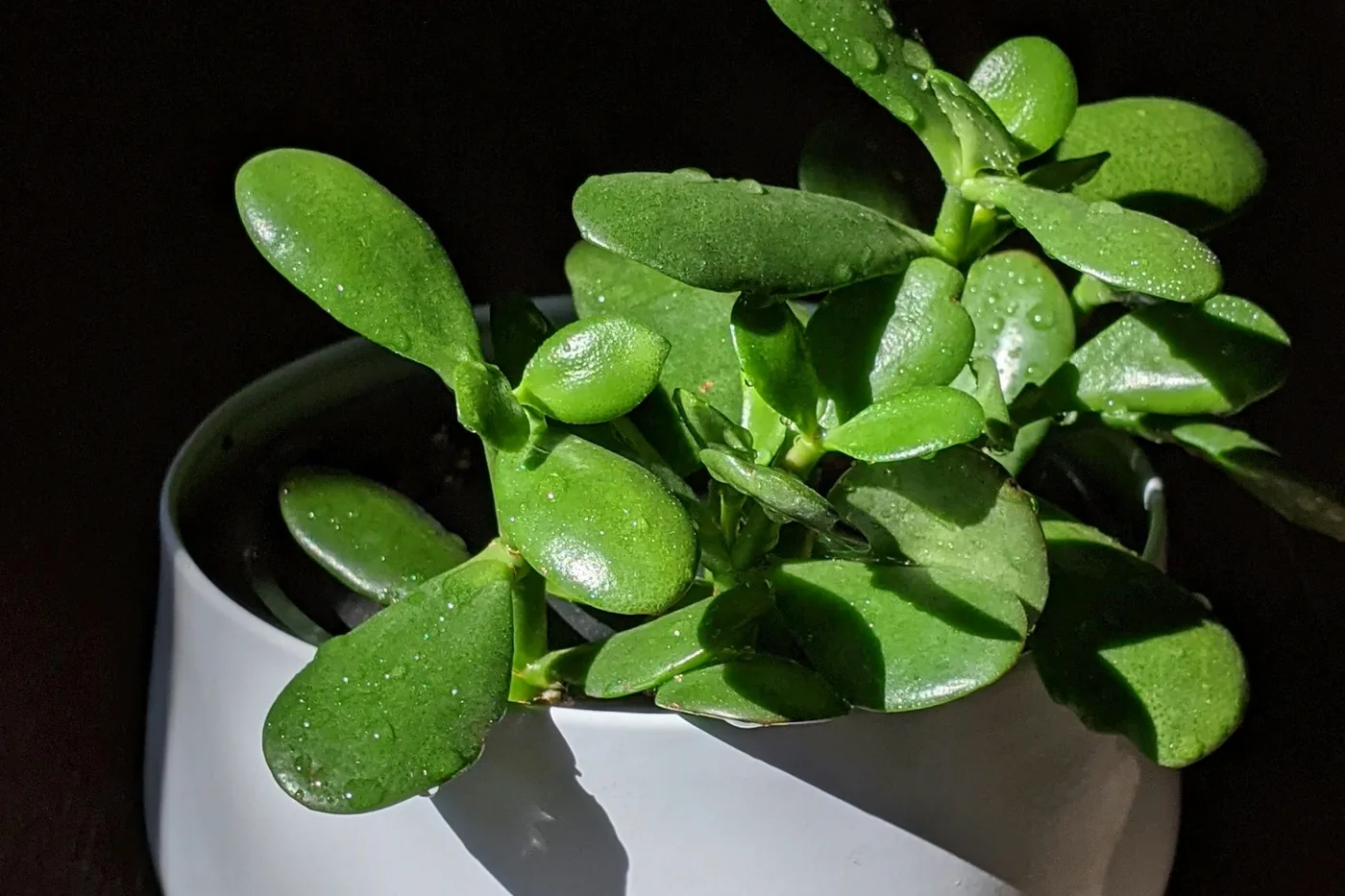 Jade Plant (Crassula ovata) in a white pot in sunlight, thick oval leaves