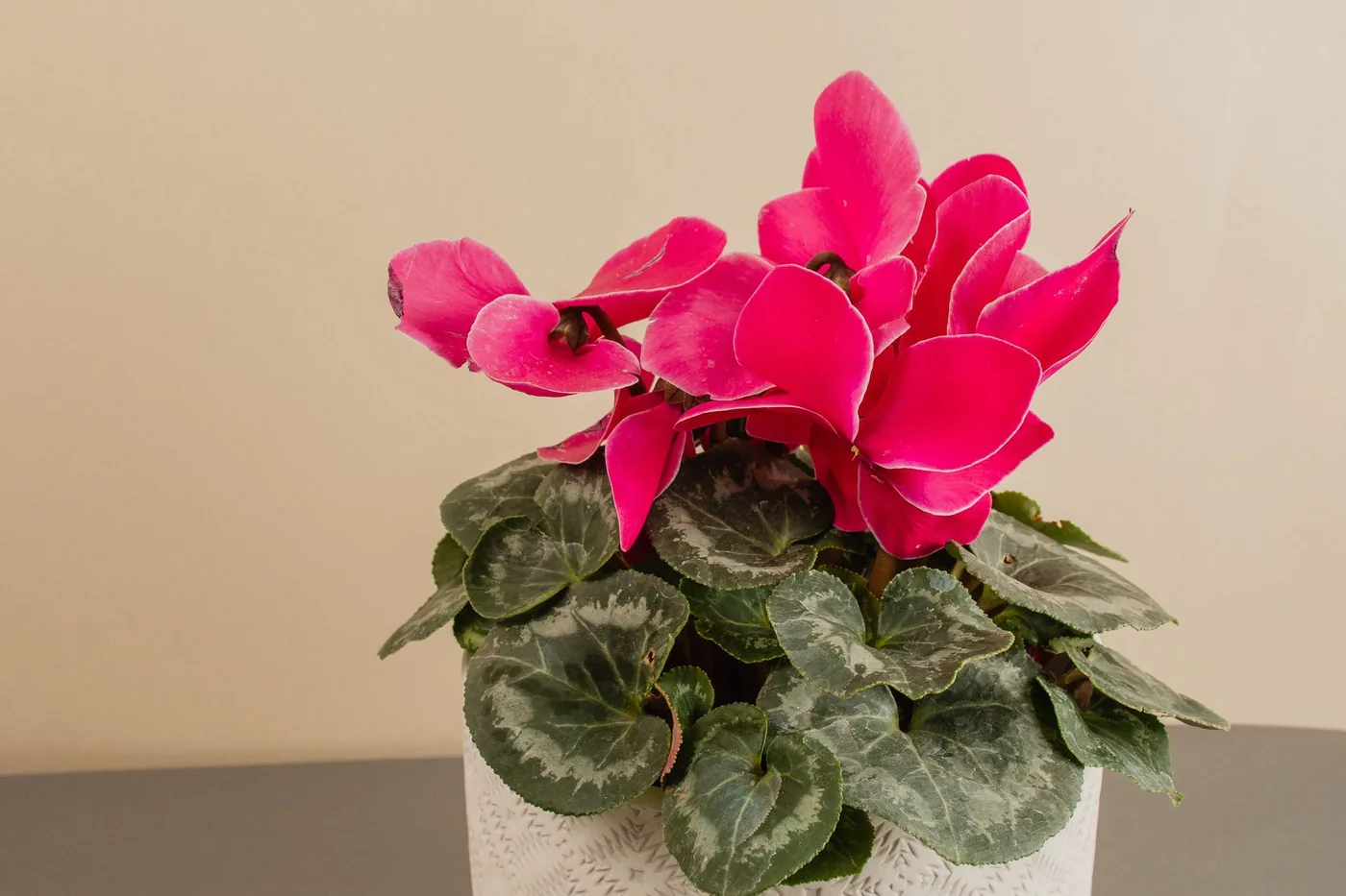 A pink cyclamen in a white pot on a table