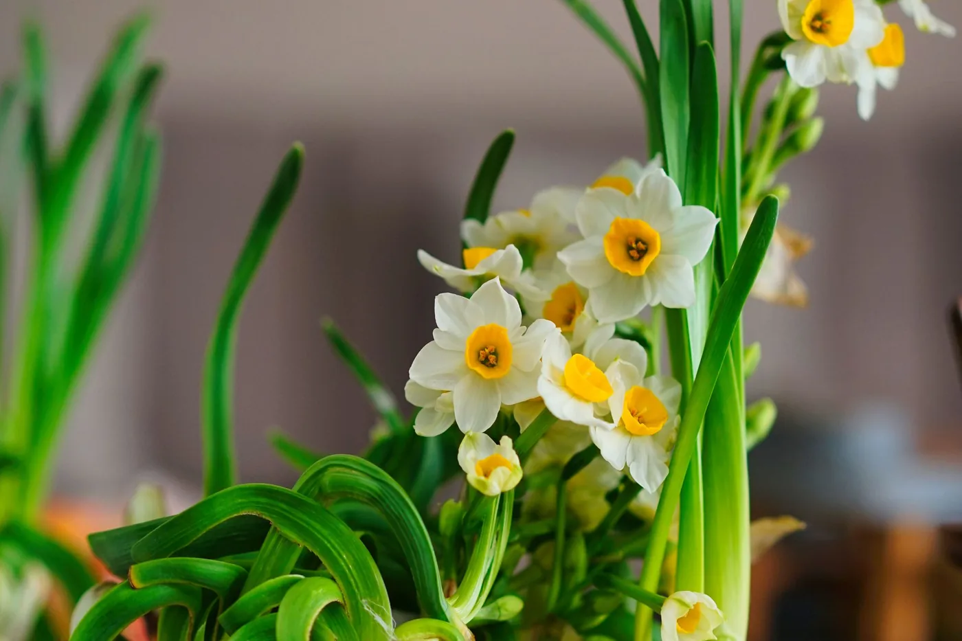 Daffodils in flower indoors