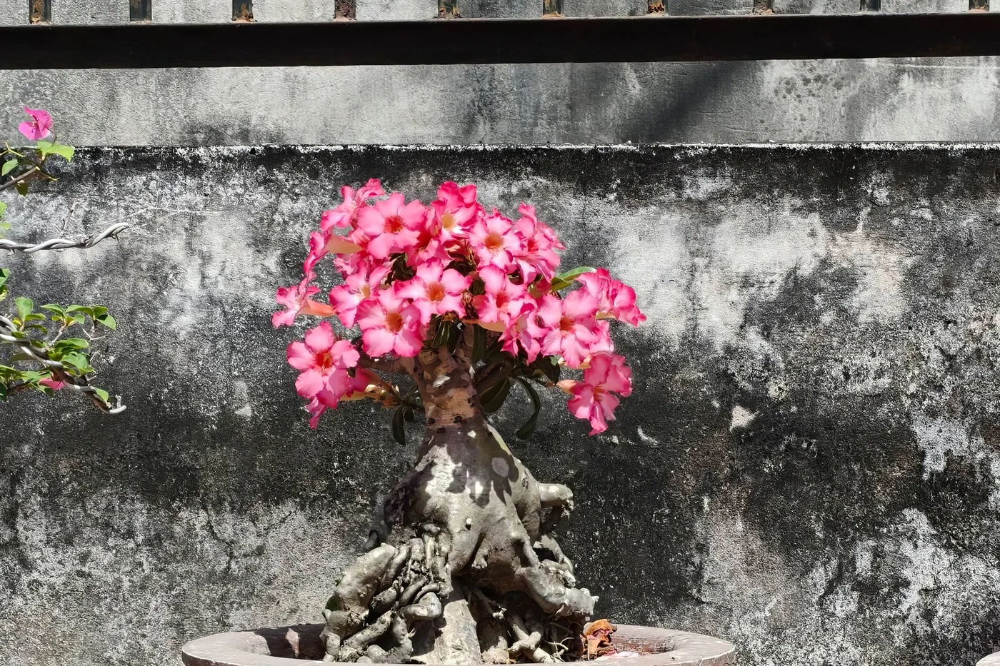 A desert rose with a swollen trunk and pink flowers in a shallow terracotta pot