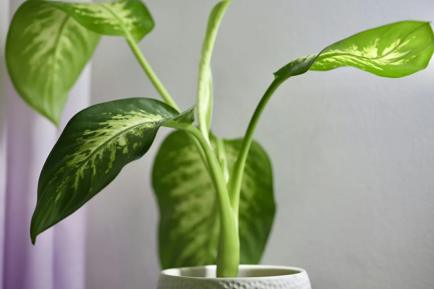 Dumb Cane (Dieffenbachia seguine) in a white pot, broad cream-splashed leaves