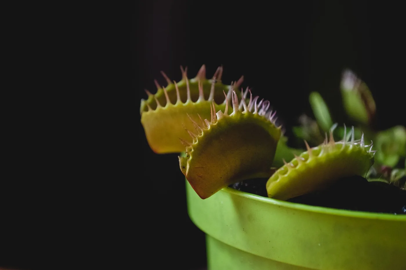 A Venus flytrap with open traps growing in a green pot