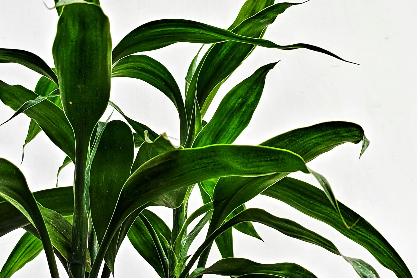 Corn Plant (Dracaena fragrans), broad striped leaves against a white wall