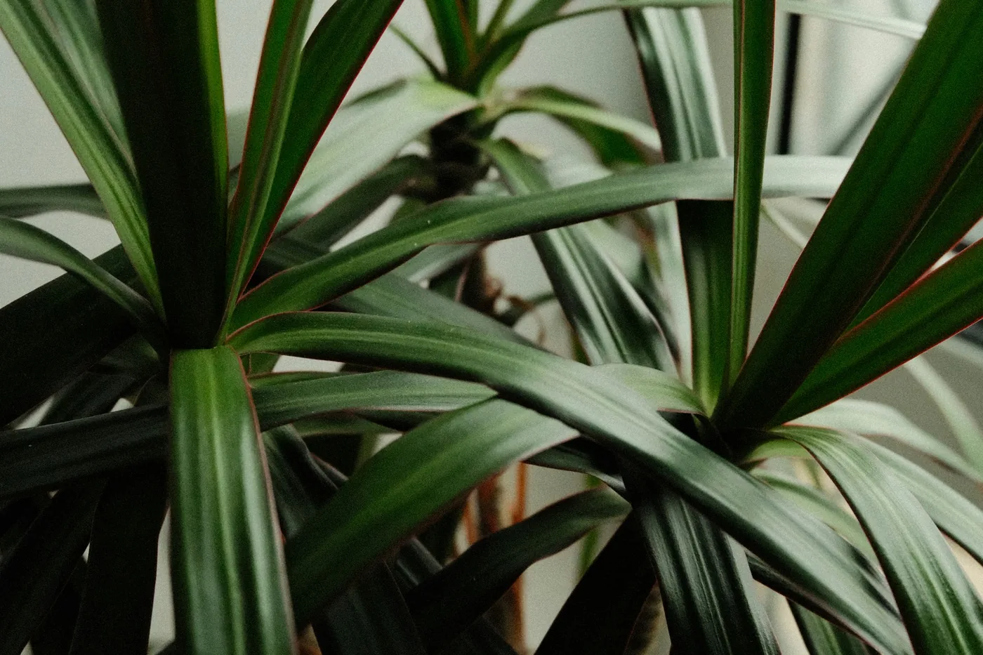 Dragon Tree (Dracaena marginata) indoors, narrow red-edged leaves in crowded rosettes