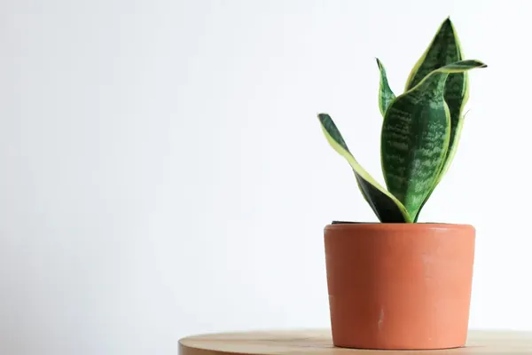 Snake Plant (Dracaena trifasciata) in a terracotta pot on a wooden table, upright banded leaves edged in yellow