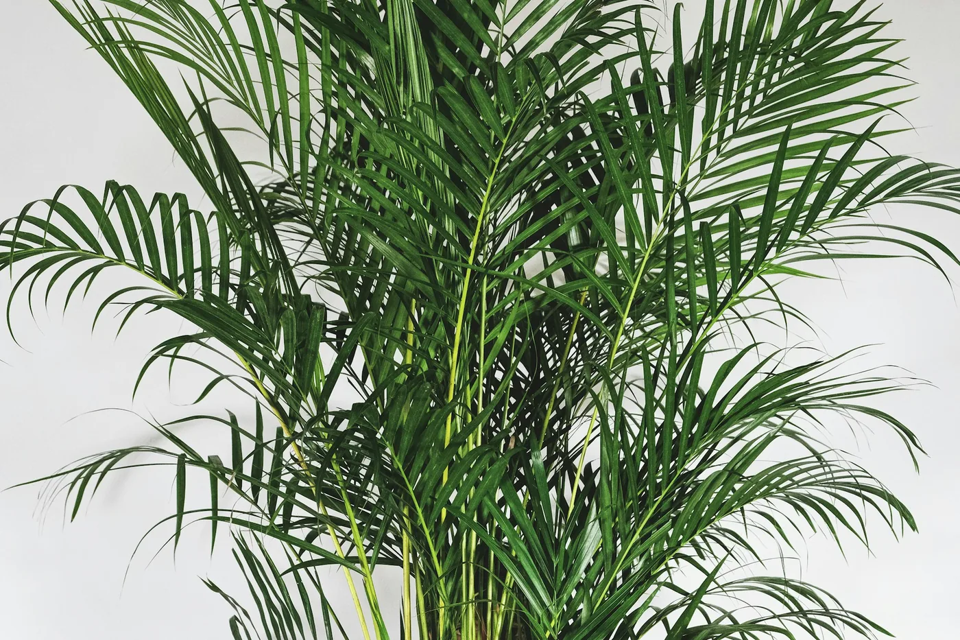 Areca Palm (Dypsis lutescens) crown of arching feathery fronds against a white wall