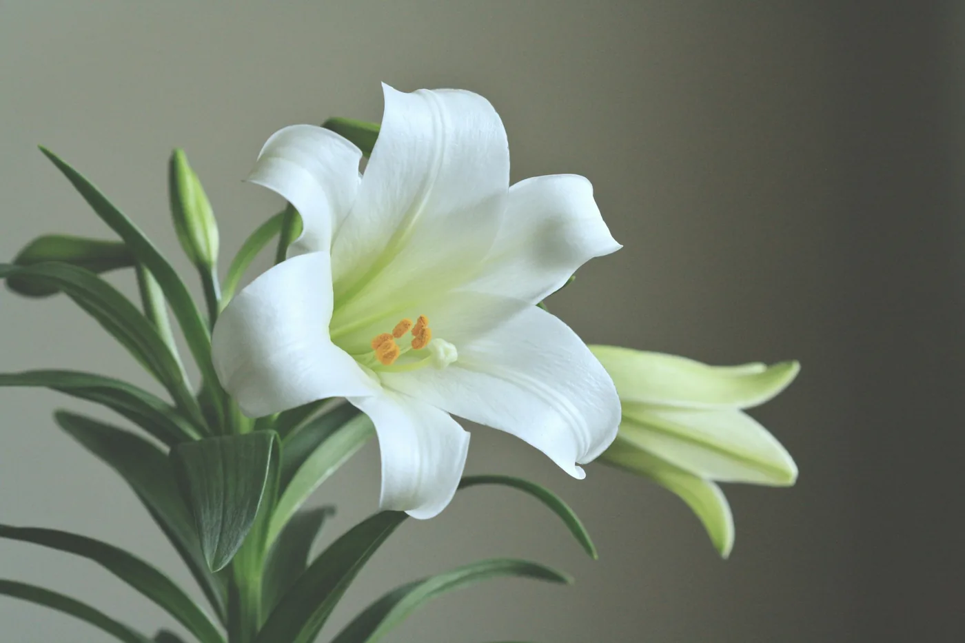 Easter Lily (Lilium longiflorum), a white trumpet flower with yellow stamens over strap-shaped leaves