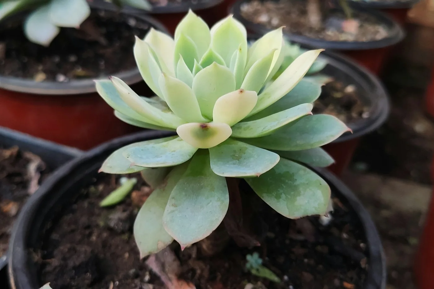 Echeveria (Echeveria elegans) in a nursery pot, a pale blue-green rosette
