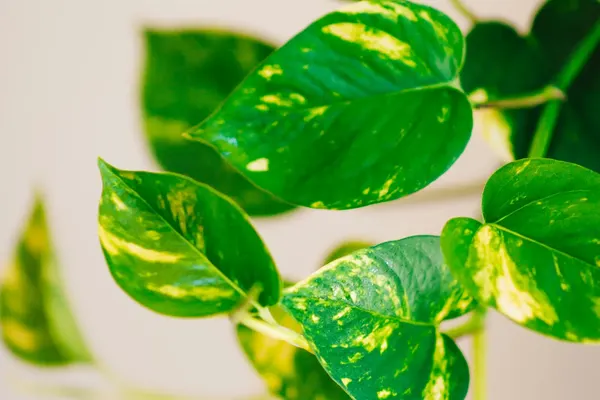 Golden Pothos (Epipremnum aureum) leaves, heart-shaped and splashed with yellow, on a white background