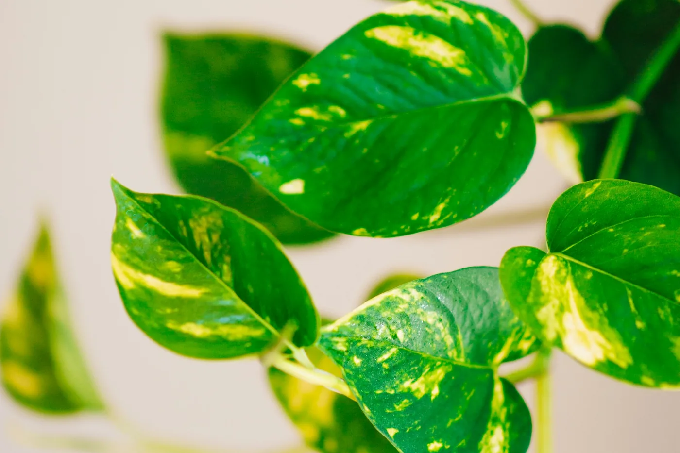 Golden Pothos (Epipremnum aureum) leaves, heart-shaped and splashed with yellow, on a white background