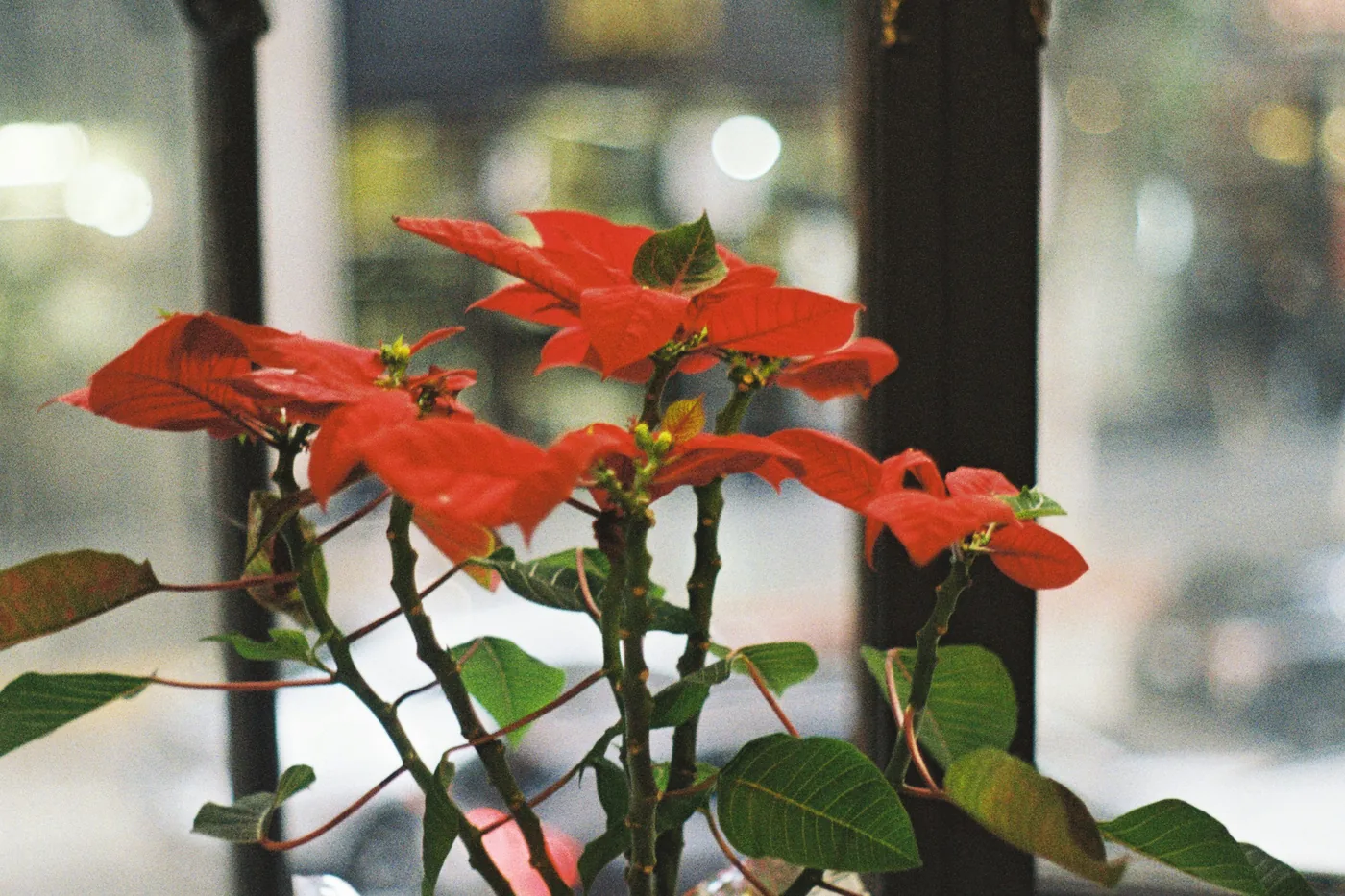 A red poinsettia in a pot on a table by a window