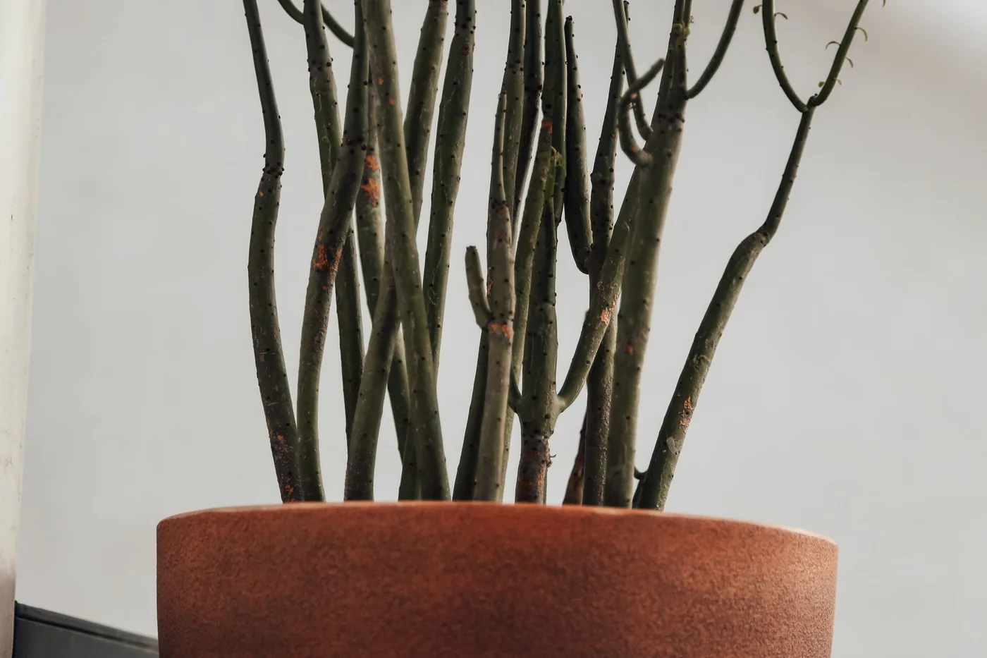 A pencil cactus with thin upright green stems in a terracotta pot