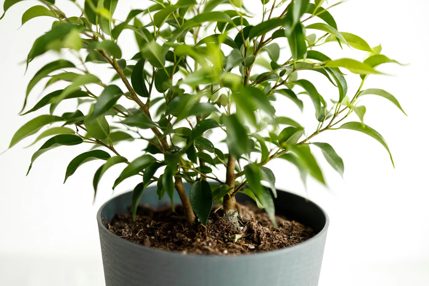 A weeping fig in a grey pot against a white wall