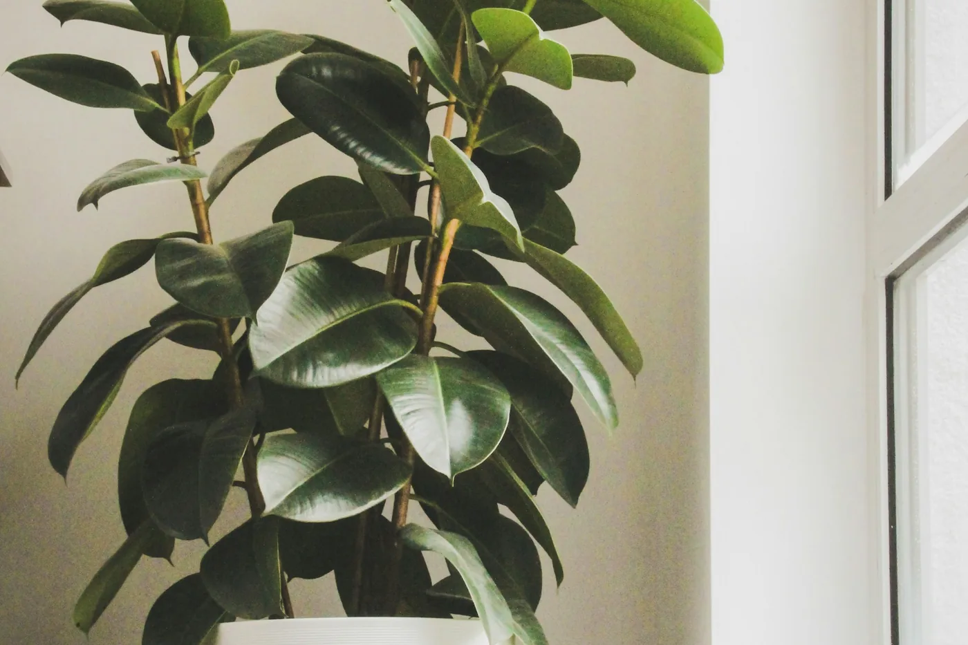 Rubber Plant (Ficus elastica) in a white pot by a window, thick glossy leaves
