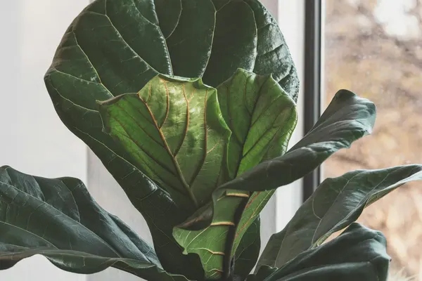 Fiddle Leaf Fig (Ficus lyrata) by a window, large violin-shaped leaves