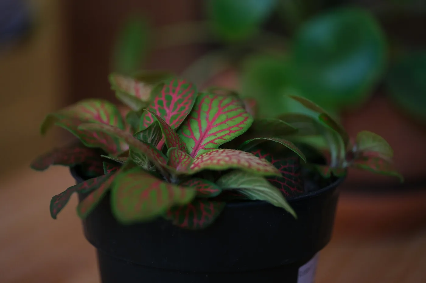 A nerve plant (fittonia) with pink-veined leaves in a black pot