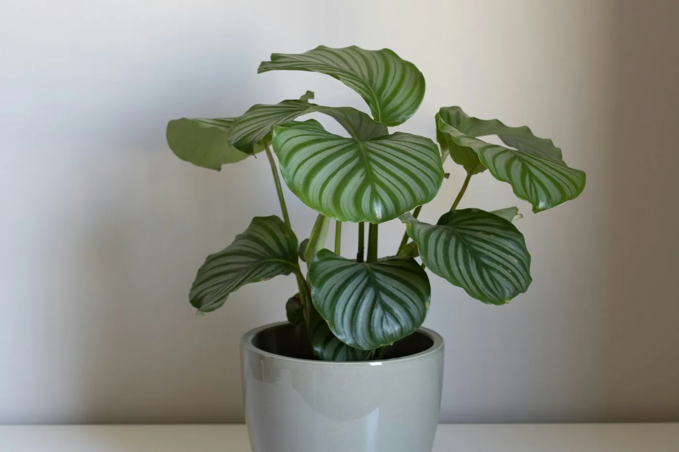 Prayer Plant, Calathea orbifolia (Goeppertia orbifolia), in a white pot, round leaves banded silver-green