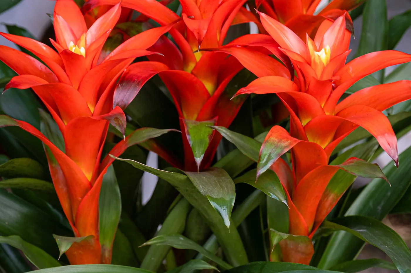 A guzmania with bright red flower spikes above green rosettes