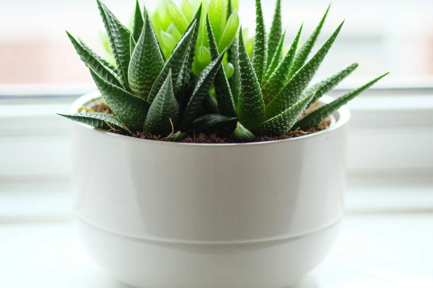 A haworthia with striped leaves in a white pot on a windowsill