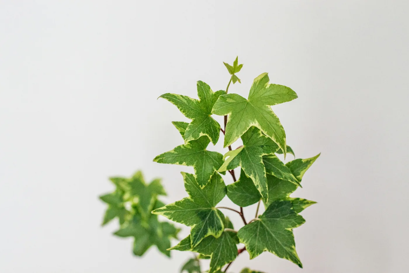 English Ivy (Hedera helix) in a pot, variegated lobed leaves against a white wall