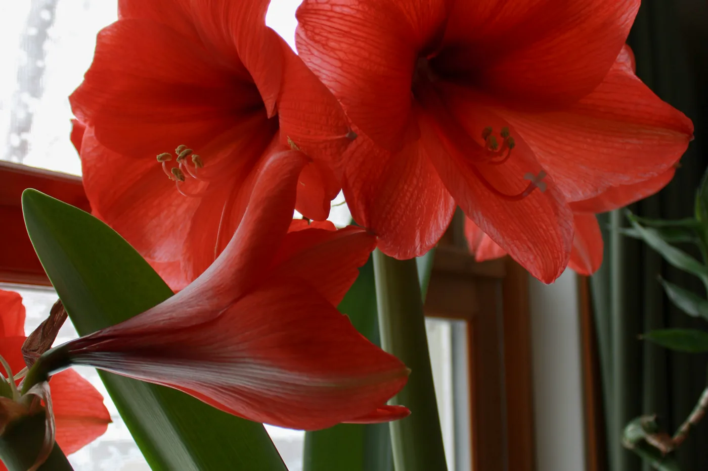 A red amaryllis in flower on a windowsill in winter