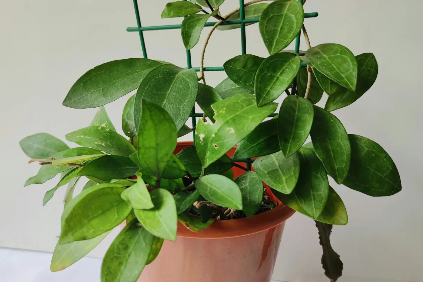 A wax plant (hoya carnosa) climbing a small trellis in a terracotta pot