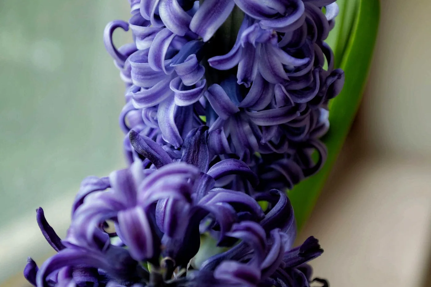 A purple hyacinth in full flower