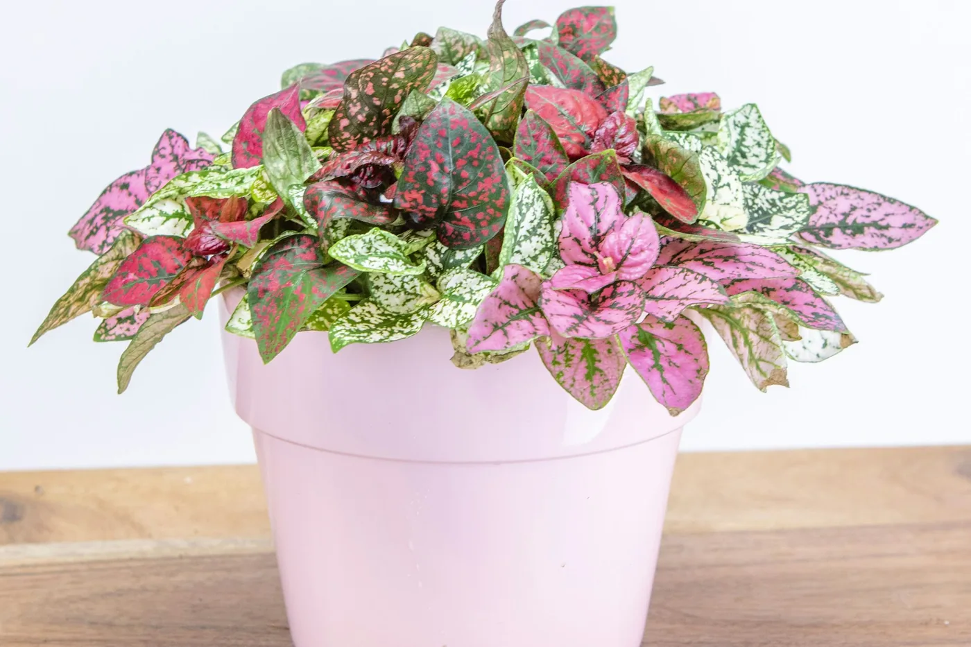 Polka Dot Plant (Hypoestes phyllostachya) in a pink pot, leaves splashed pink and green
