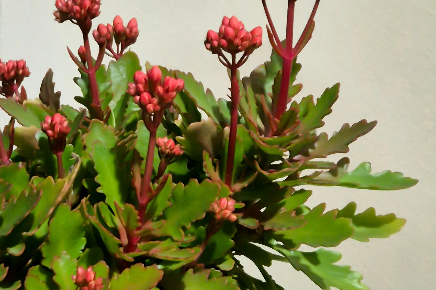 A kalanchoe in a terracotta pot with pink flower buds